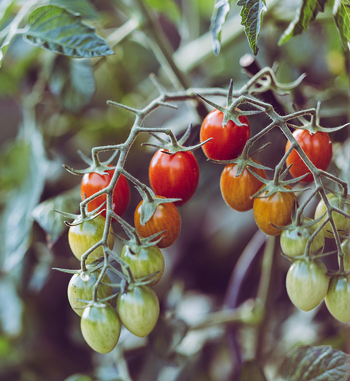 vegetable garden with tomatoes